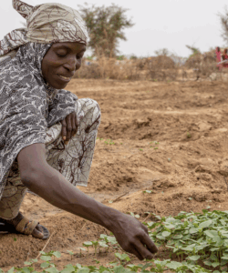 A refugee woman tending to plants in a field while smiling.